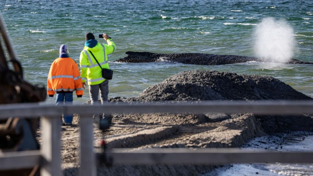 Wal Timmendorfer Strand: Rettungsaktion sorgt für Aufsehen